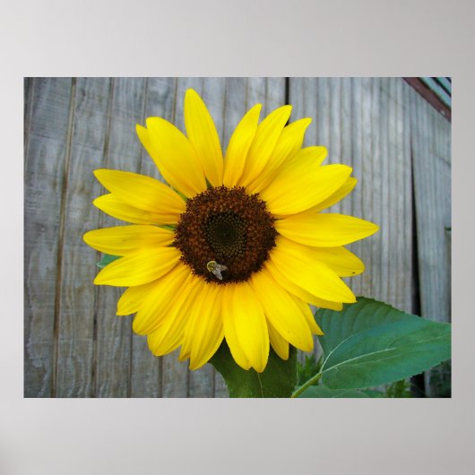 Sonnenblume mit Biene Poster (Vorne)