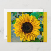 Sonnenblume mit Biene Postkarte (Vorne/Hinten)