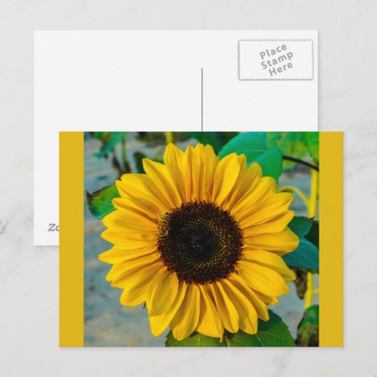 Sonnenblume mit Biene Postkarte (Vorne/Hinten)