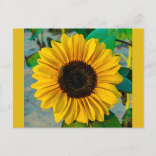 Sonnenblume mit Biene Postkarte