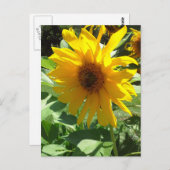 Sonnenblume mit Bienen Postkarte (Vorne/Hinten)