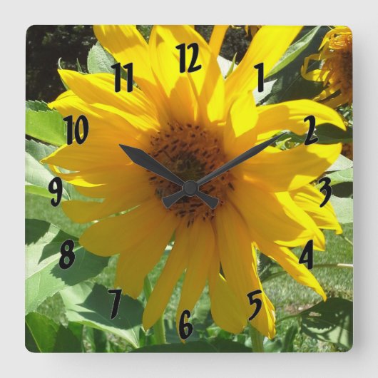 Sonnenblume mit Bienen Quadratische Wanduhr (Vorderseite)