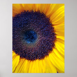 Sonnenblume mit Blue Center Closeup Poster
