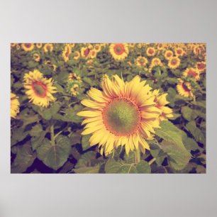Sonnenblume mit Filtereffektretro Vintager Stiel Poster