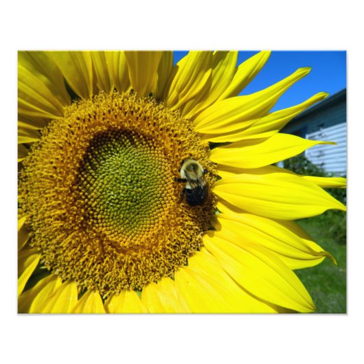 Sonnenblume mit Hummel Fotodruck (Vorne)