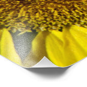 Sonnenblume mit Hummel Fotodruck (Ecke)