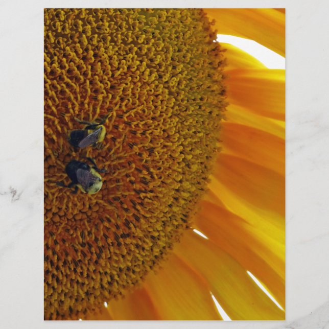 Sonnenblume mit Hummeln (Vorderseite)
