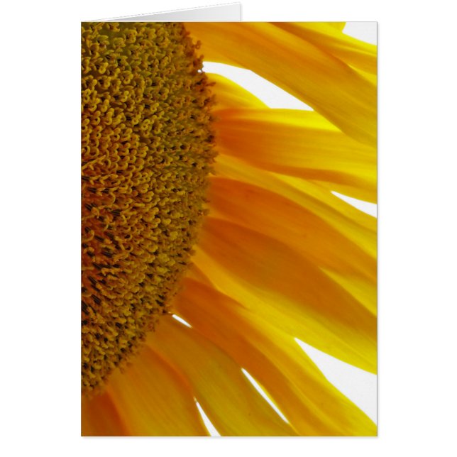 Sonnenblume mit Hummeln (Vorne)