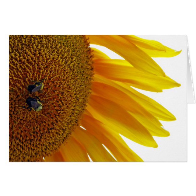 Sonnenblume mit Hummeln (Vorderseite (Horizontal))