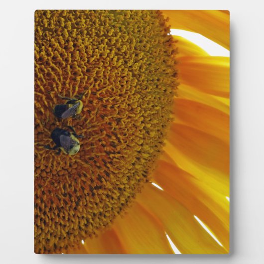 Sonnenblume mit Hummeln Fotoplatte (Vorderseite)
