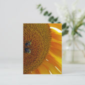 Sonnenblume mit Hummeln Postkarte (Stehend Vorderseite)