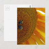 Sonnenblume mit Hummeln Postkarte (Vorne/Hinten)