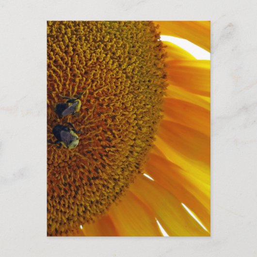 Sonnenblume mit Hummeln Postkarte (Vorderseite)
