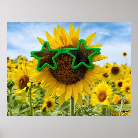 Sonnenblume mit Sternengläser Poster (Vorne)