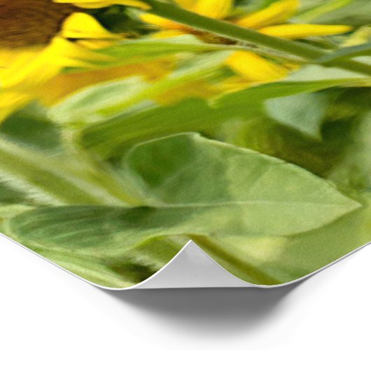 Sonnenblume mit Sternengläser Poster (Ecke)