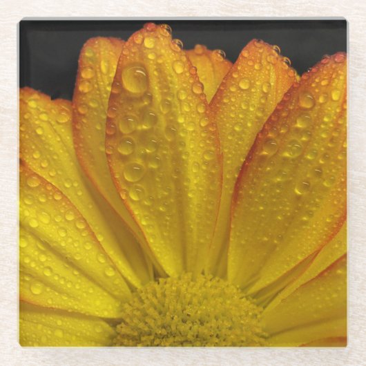 Sonnenblume mit Taubentropfen Glasuntersetzer (Vorderseite)