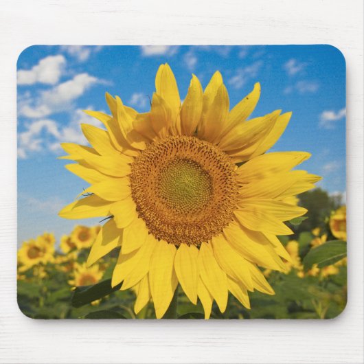 Sonnenblume Mousepad (Vorne)