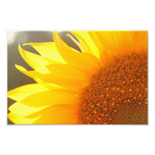 Sonnenblume-Nahaufnahme-Foto-Druck Fotodruck