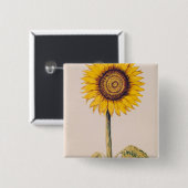 Sonnenblume oder Helianthus Button (Vorne & Hinten)
