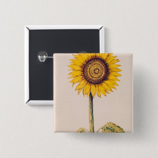 Sonnenblume oder Helianthus Button (Vorne & Hinten)