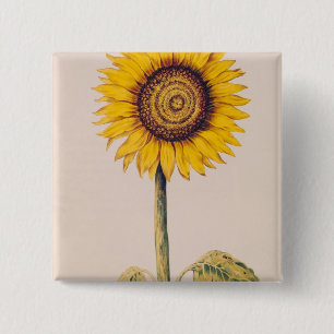 Sonnenblume oder Helianthus Button
