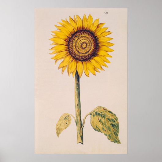 Sonnenblume oder Helianthus Poster (Vorne)