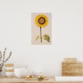 Sonnenblume oder Helianthus Poster (Küche)
