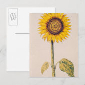 Sonnenblume oder Helianthus Postkarte (Vorne/Hinten)