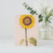 Sonnenblume oder Helianthus Postkarte (Stehend Vorderseite)