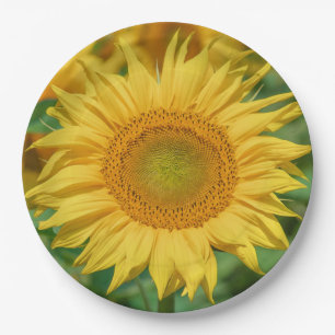 Sonnenblume Pappteller