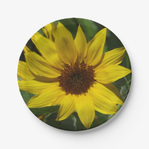 Sonnenblume-Pappteller Pappteller
