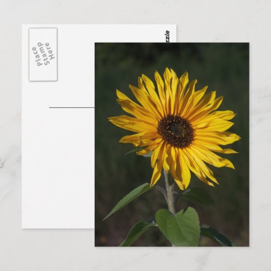 Sonnenblume Perfect Postcard Postkarte (Vorne/Hinten)