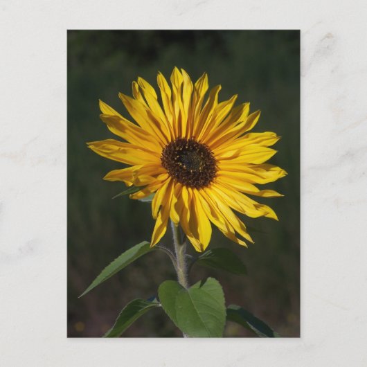 Sonnenblume Perfect Postcard Postkarte (Vorderseite)