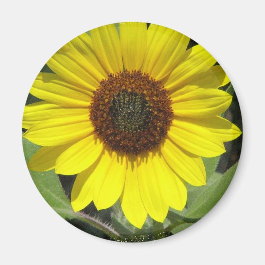 Sonnenblume Pflanze Rundmagnet Magnet (Vorne)