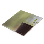 Sonnenblume-Pflanzen, die im Topf keimen Fliese (Seite)