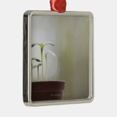 Sonnenblume-Pflanzen, die in Topf 2 keimen Silbernes Ornament (Rechts)