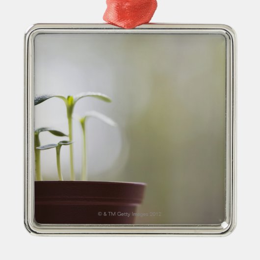 Sonnenblume-Pflanzen, die in Topf 2 keimen Silbernes Ornament (Vorne)