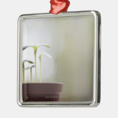 Sonnenblume-Pflanzen, die in Topf 2 keimen Silbernes Ornament (Links)