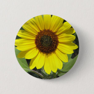 Sonnenblume-Pflanzen-runder Knopf Button