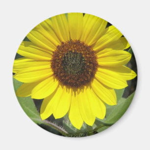 Sonnenblume-Pflanzen-runder Magnet