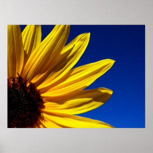 Sonnenblume-Plakat Poster