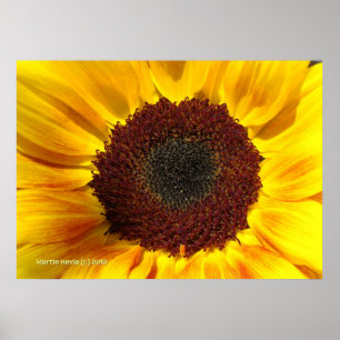 Sonnenblume Poster