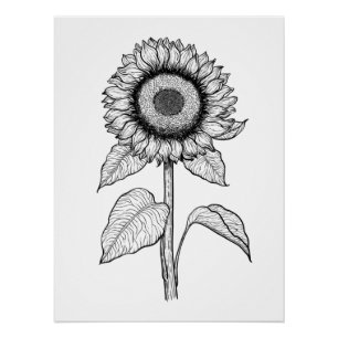 Sonnenblume Poster