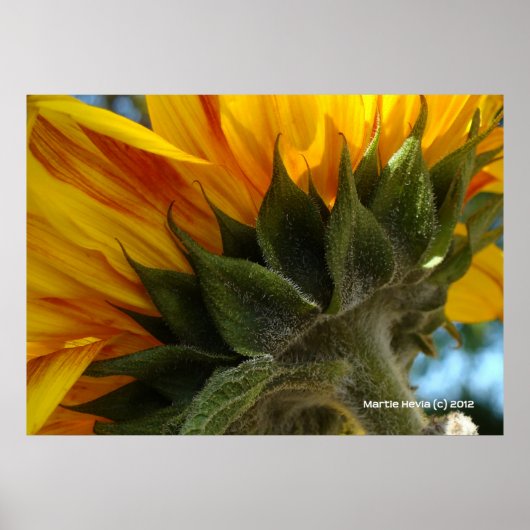 Sonnenblume Poster (Vorne)