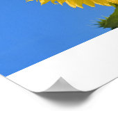 Sonnenblume Poster (Ecke)