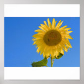 Sonnenblume Poster (Vorne)