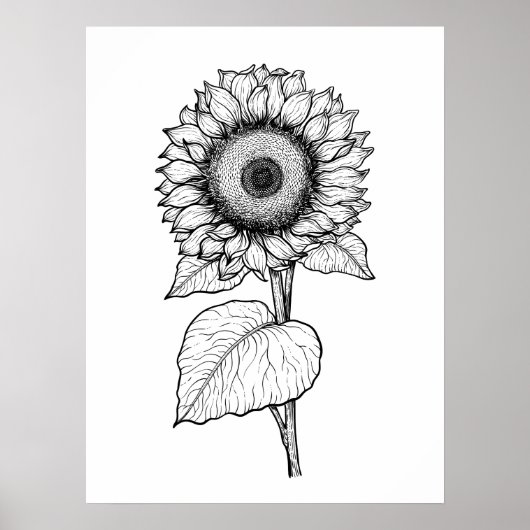 Sonnenblume Poster (Vorne)