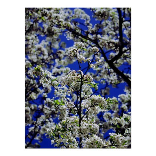 Sonnenblume Poster (Vorderseite)