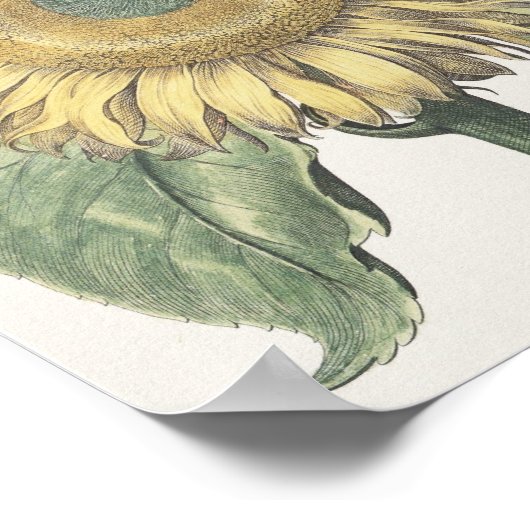 Sonnenblume Poster (Ecke)