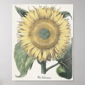 Sonnenblume Poster (Vorne)